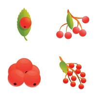Viburnum icons set cartoon vector. Red ripe viburnum bunch vector