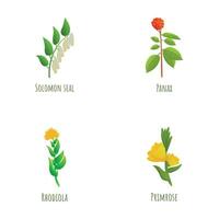 medicinal planta íconos conjunto dibujos animados vector. Salomón sello panax rhodiola primavera vector