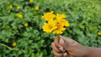 fresh yellow wedelia chinensis flowers in the human hand. photo