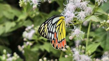 un vistoso mariposa se sienta en el flores silvestres foto