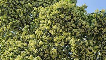 madera de leche, o diablo árbol. flores floración en el árbol. foto