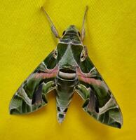 Image of a dark green moth with a pattern on a yellow cloth. photo