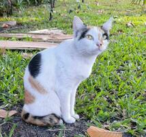 imagen de un tricolor gato sentado en un parque foto