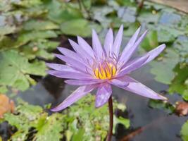 loto morado en el estanque foto