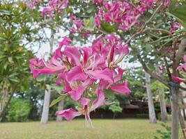 Pink and white flowers in the park photo