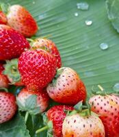 Picture of strawberries placed on banana leaves photo