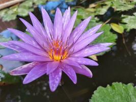 loto morado en el estanque foto