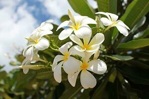 white flower Frangipani, Plumeria, Temple Tree, Graveyard Tree photo