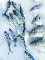 Fresh seafood on crushed ice, close-up. frozen raw sea fish on crushed ice bed in the fishmarket photo