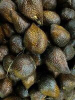 Pile of Fresh Salak Fruit, Salacca Zalacca, Snakefruit Closeup View photo