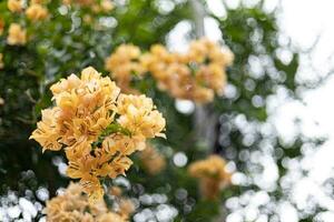 Orange Bougainvillea Flowers In The Garden photo