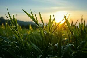 AI generated Morning fields Sunlight bathes the rice field in a sunrise glow photo