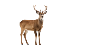 AI generated Deer isolated on a transparent background png