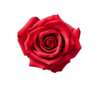AI generated Top view Red Rose on transparent background, png