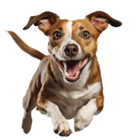 AI generated Greyhound dog running pose on transparent background. Front view close up. png