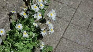 White small daisies on a background of gray cobblestones. Top view. video