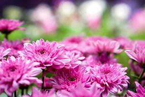 primer plano y cultivo de flores de color púrpura sobre fondo de jardín de flores borrosas. foto