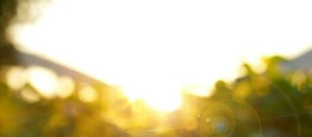 Abstract blurred and bokeh of green leaves on tree with sun, lens flare and white background. photo