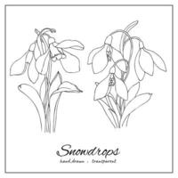 Black and white snowdrop botanical illustration. Floral hand drawn clip art for coloring book, printing, decoration, design vector