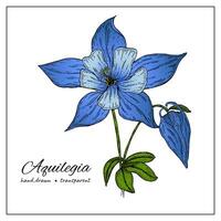 Aquilegia vulgaris flowers. Blooming Columbine flower with buds, branches with leaves. Botany colorful illustration on white background vector