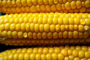 AI generated Cornfield marvel, close up of raw corn kernels with dewy droplets photo