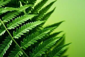 ai generado verde helecho hojas de polipodiopsida planta, un tropical deleite con copyspace foto