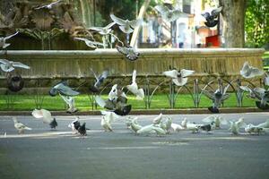 pigeons flying in public park photo