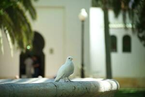 Street passage of a pigeon in a park photo