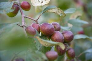 Red jujube fruits or apple kul boroi on a branch in the garden. Shallow depth of field photo