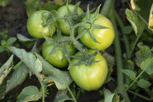 Raw green tomato in the vegetable garden tree photo