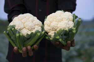 Farmer hand holding Fresh organic Tow Cauliflower with the blurry background photo
