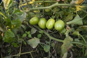 Raw green tomato in the vegetable garden tree photo