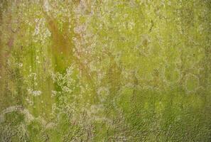 Lichen Fungi Green Moss Texture abstract background concrete wall. Rusty, Grungy, Gritty Vintage Background photo