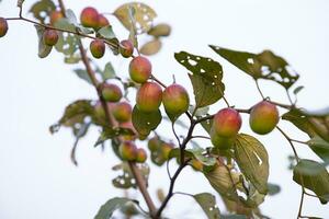 Red jujube fruits or apple kul boroi on a branch in the garden. Shallow depth of field photo