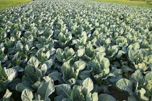 Fresh Cauliflower the raw vegetable grows in organic soil in the garden. Organic farming of fresh cauliflower plantation photo