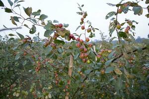 Fruit tree with unripe Red jujube fruits or apple kul boroi  in the autumn garden photo