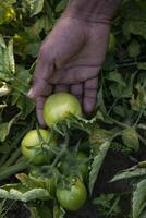 Raw green tomato in the vegetable garden tree photo