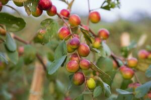 Fruta árbol con inmaduro rojo pastilla frutas o manzana kul boroi en el otoño jardín foto