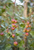 Red jujube fruits or apple kul boroi on a branch in the garden. Shallow depth of field photo