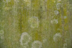 Lichen Fungi Green Moss Texture abstract background concrete wall. Rusty, Grungy, Gritty Vintage Background photo