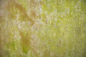 Lichen Fungi Green Moss Texture abstract background concrete wall. Rusty, Grungy, Gritty Vintage Background photo