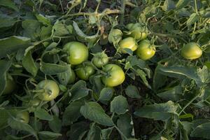 crudo verde tomate en el vegetal jardín árbol foto