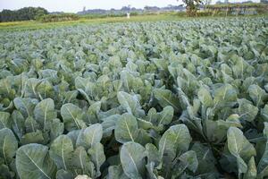 Fresh Cauliflower the raw vegetable grows in organic soil in the garden. Organic farming of fresh cauliflower plantation photo