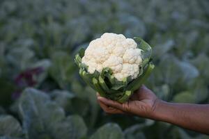 hand holding Fresh organic Cauliflower with the blurry background photo