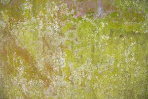 Lichen Fungi Green Moss Texture abstract background concrete wall. Rusty, Grungy, Gritty Vintage Background photo