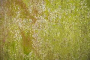 Lichen Fungi Green Moss Texture abstract background concrete wall. Rusty, Grungy, Gritty Vintage Background photo