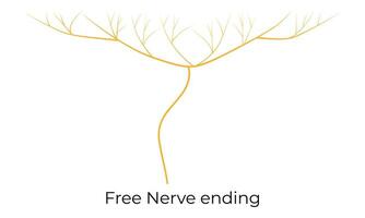 Free Nerve Ending Science Design Vector Illustration Diagram