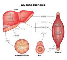 gluconeogénesis Ciencias diseño vector ilustración diagrama