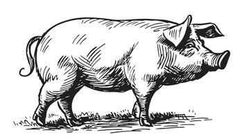 Farm hog pig sketch hand drawn in doodle style Vector illustration