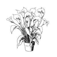 Calla lily in pots sketch hand drawn Vector illustration